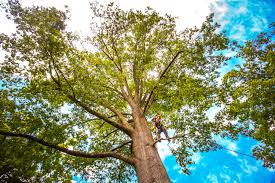 Best Leaf Removal  in Parkwood, CA