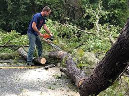 Best Hazardous Tree Removal  in Parkwood, CA