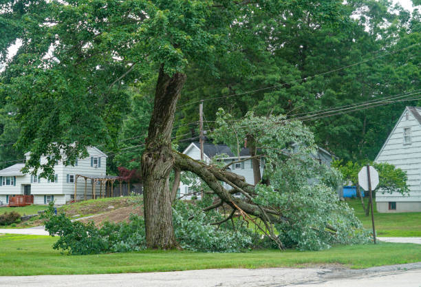 Best Root Management and Removal  in Parkwood, CA