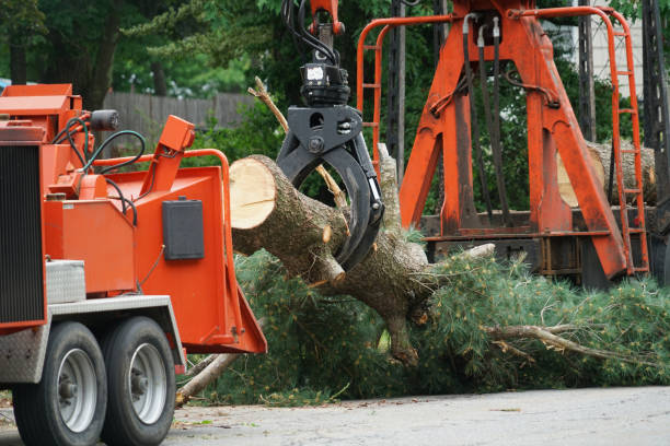 Best Tree Maintenance Programs  in Parkwood, CA