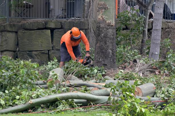 Professional Tree Services in Parkwood, CA