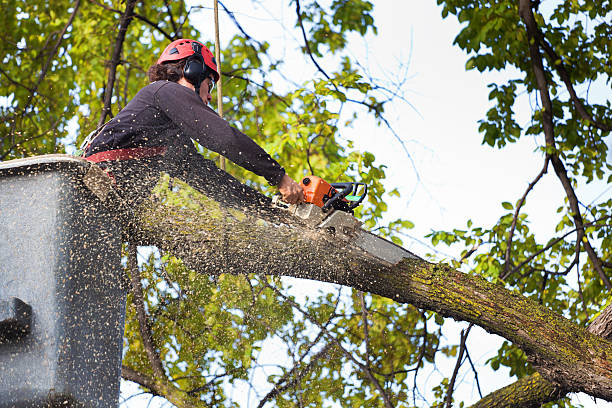 Best Tree Disease Treatment  in Parkwood, CA