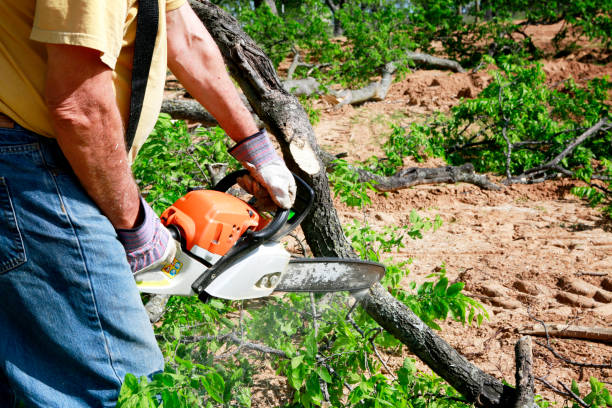 Best Emergency Tree Removal  in Parkwood, CA