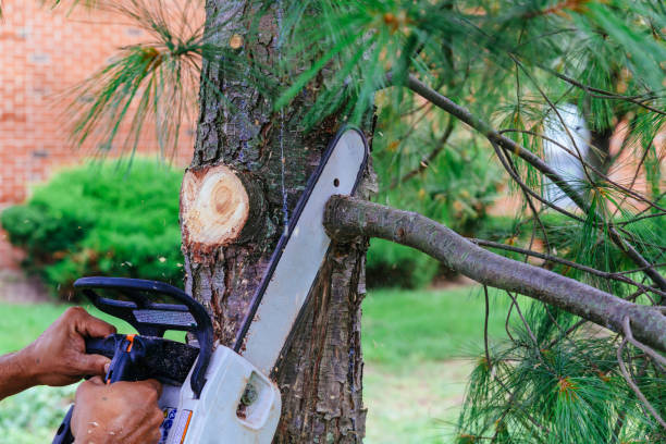 Best Tree Trimming and Pruning  in Parkwood, CA